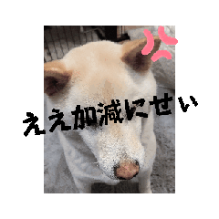 ワン太マメ太ゴン太の日常３