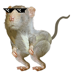 Cool Rat Animated! – LINE stickers | LINE STORE