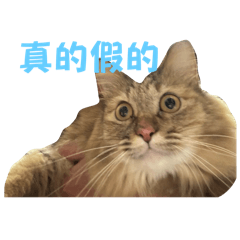 太陽喵喵