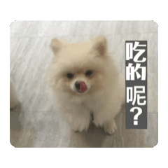 口愛狗狗們
