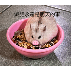 啾啾的可愛小貼圖❤️
