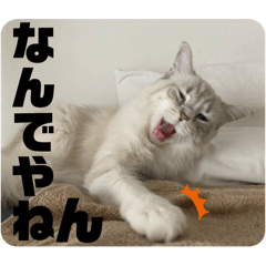 okome_nitta
