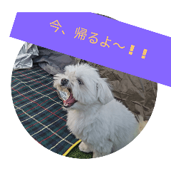 Dog_2025.03