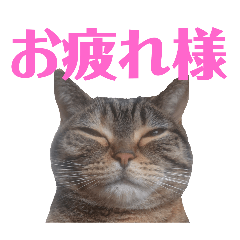yama_20250315132846