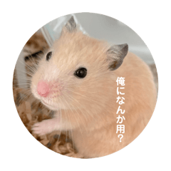 ichi_20250315153338