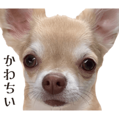 uchinoinuhimawari