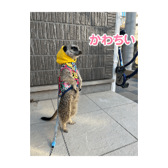 mitsuki_20250316093906