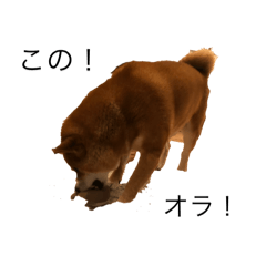 serosu_20250315193638