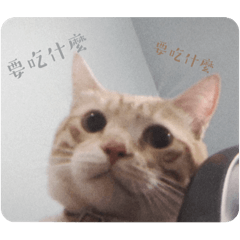 豬咪咪咪咪