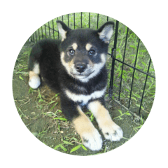 kuro_20250316014713