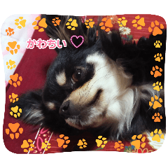 Lily_20250316130326