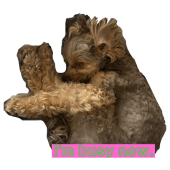 My dog's ordinary stamp!