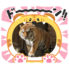aimi_20250316134053