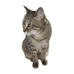 caat2222