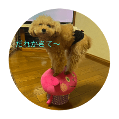 YT_20250314194515