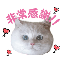可愛的麻吉貓