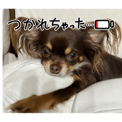 chin_20250316155835
