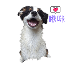 嘎嘎 汪汪