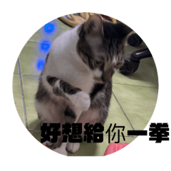 陳本丸2.0