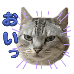 Leo_20250316230135