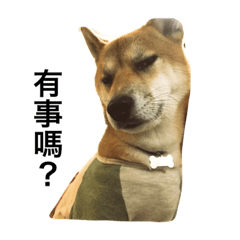 Shiba inu-HG