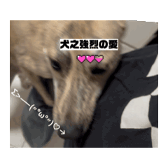 德狗小寶の日常