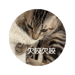 屁貓五吉