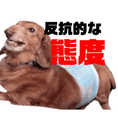 bonchan_20250316175350