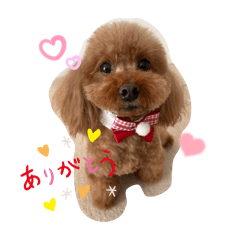 chocon cute stamp