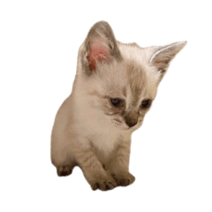 R_20250316142538