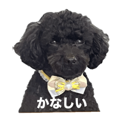 Kuro_20250316152644