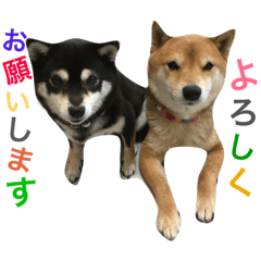 shibainu Ryoma&Nami