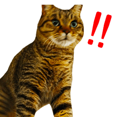 Brown tabby cat KONBU