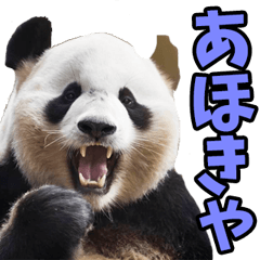 福井弁☆パンダ