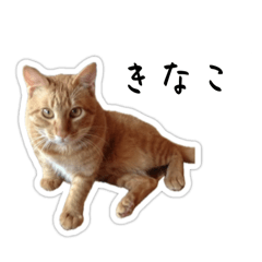 kinako_20250316162037