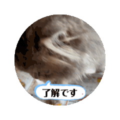 coco_20250316164737