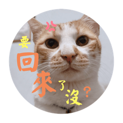 Mao Mao meow_20250316154805