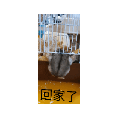 小乖鼠（可動）
