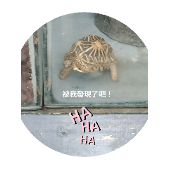快樂的動物和人類們