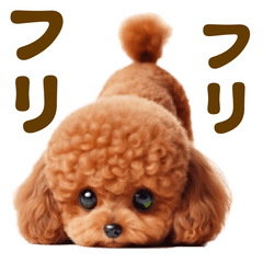 踊る！トイプードル【レッド】