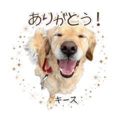Cute dogs for daily use by JSDA