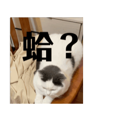 J.King_20250317025918