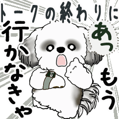 Moving B&W Shih tzu (end of the talk)