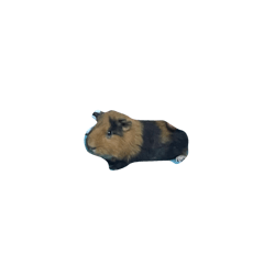 Tori_20250317100823