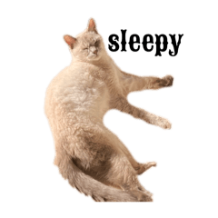 -3cat -