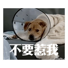 會動了