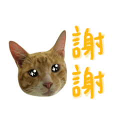 黃氏貓兄弟