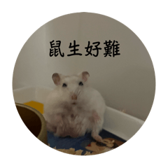 有勞薯1