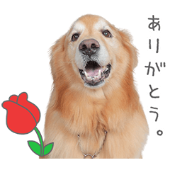 StampNo:5040
