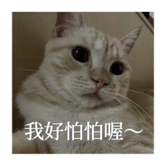 咪嚕的日常小語錄